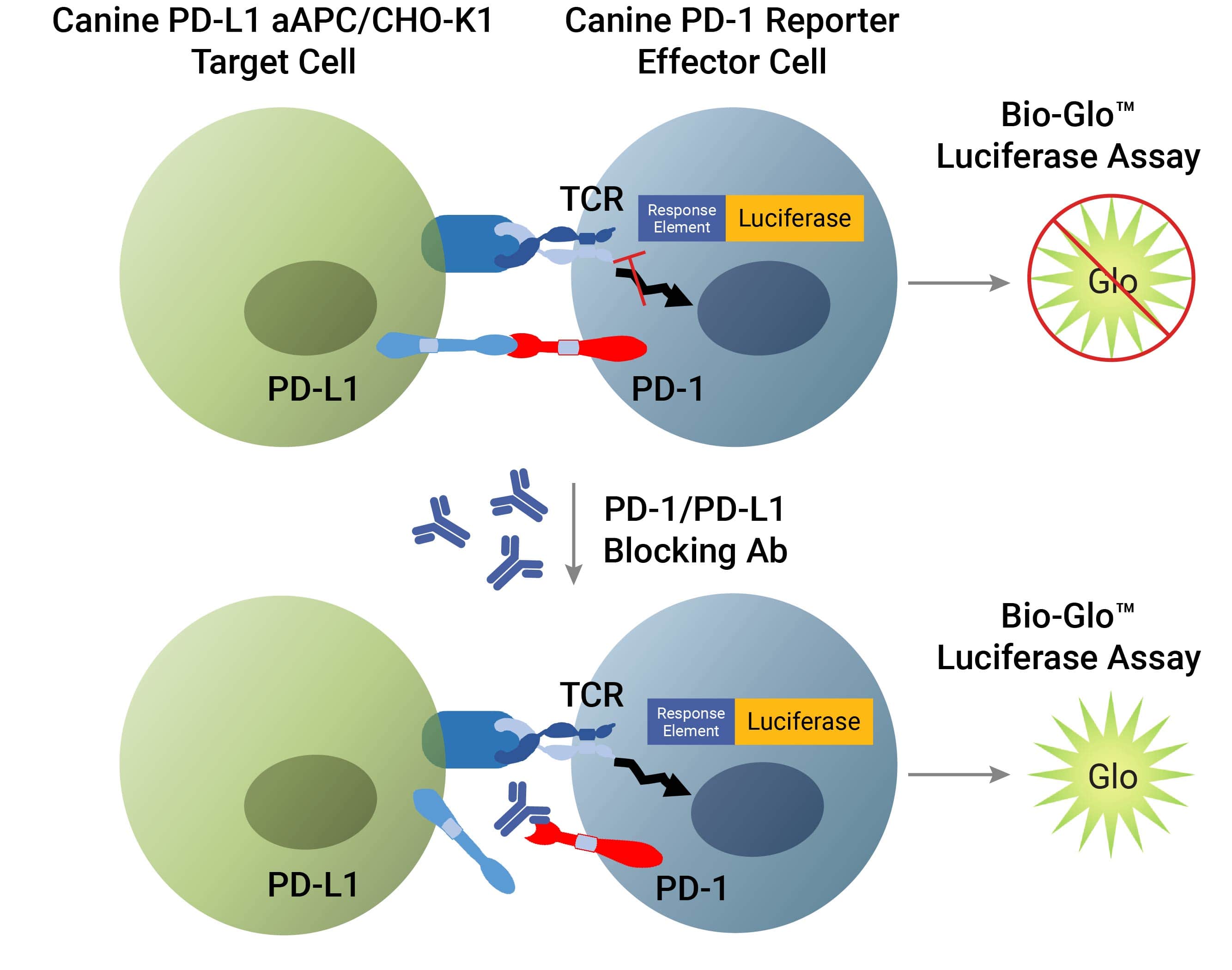 Canine PD-1/PD-L1 Blockade Bioassay