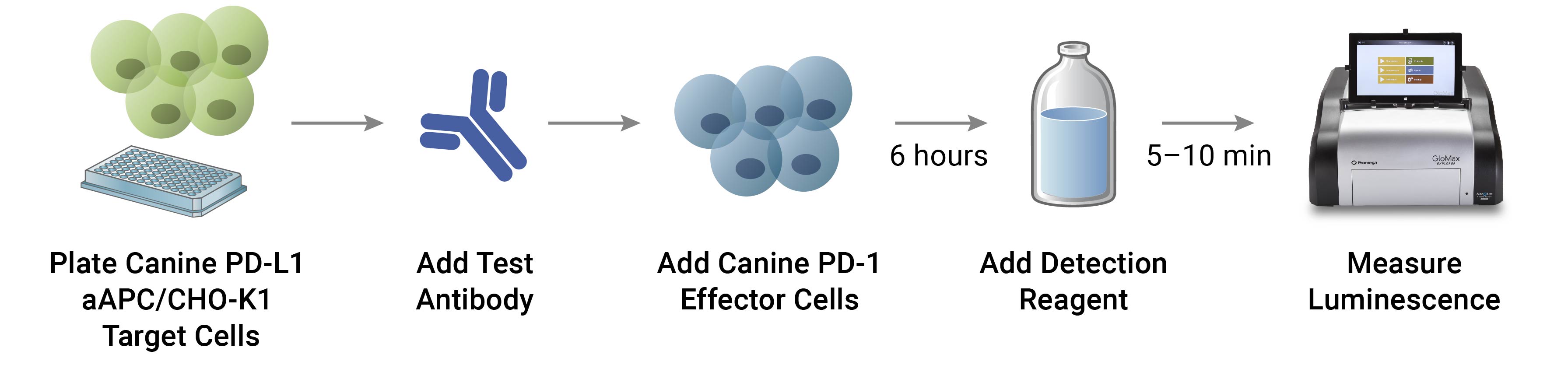 Illustration depicting Canine PD-1/PD-L1 Blockade Bioassay assay workflow.