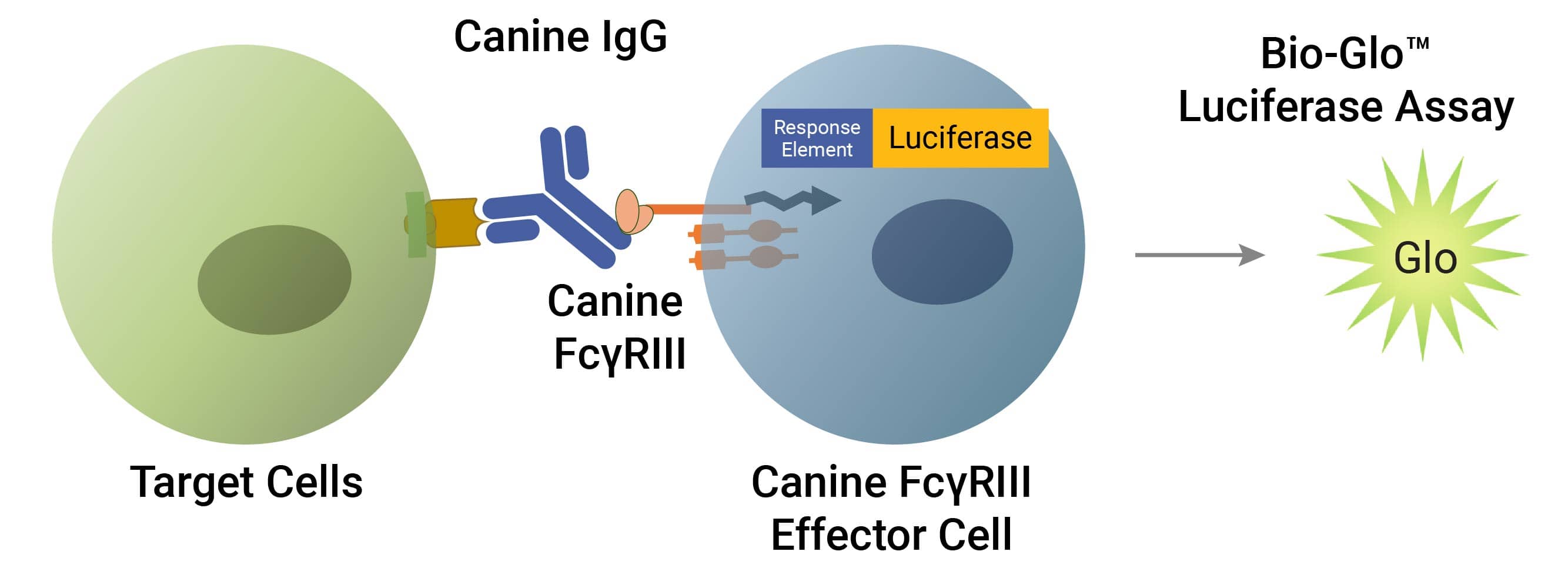 Illustration depicting Canine ADCC Bioassay assay principle.