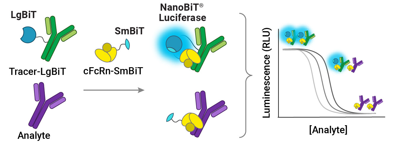 Canine FcRn Binding Immunoassay