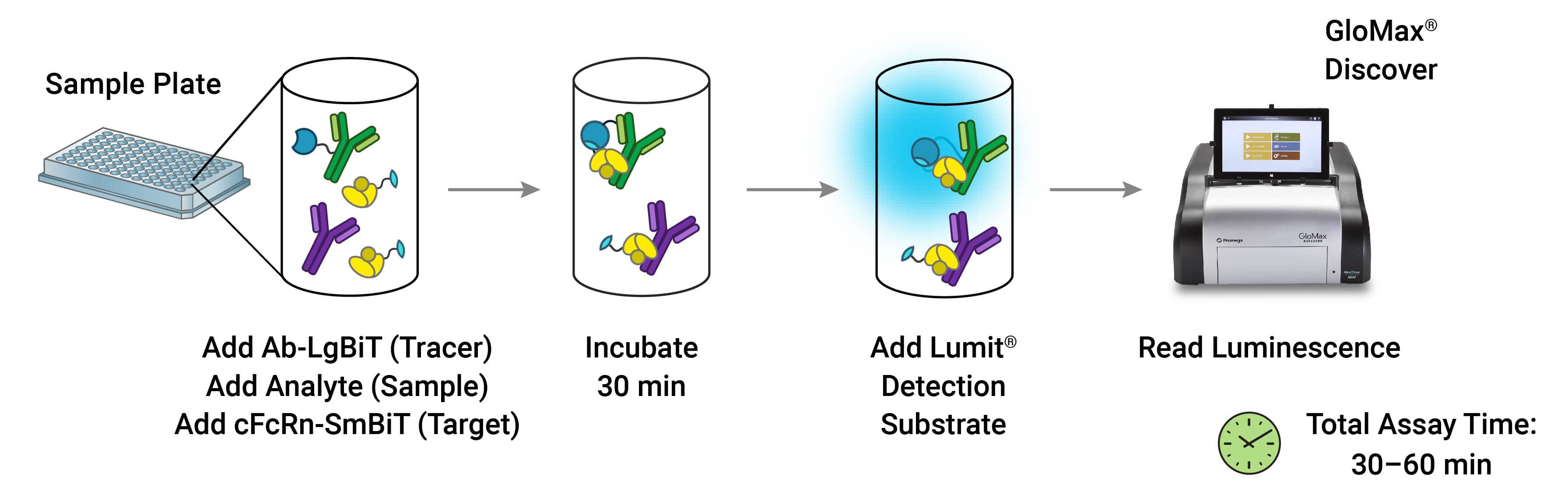 Canine FcRn Binding Immunoassay