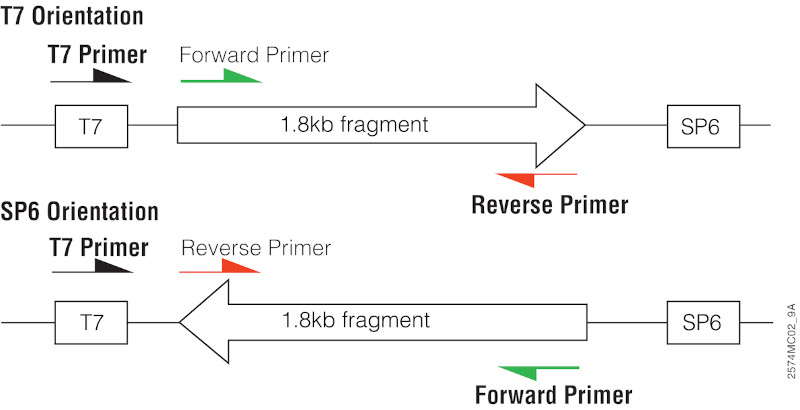 colony pcr illustration