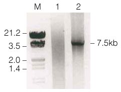 p300 PCR product following amplification with Taq and Pfu DNA Polymerases.