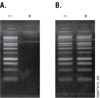 Gel image of purified and unpurified PCR products.