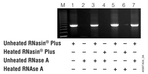 Gel image showing RNA samples without RNAse protection 9525TB-W a