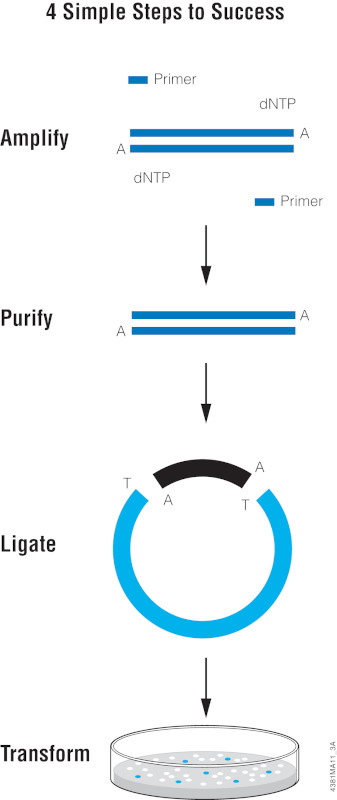 t-vector cloning illustration