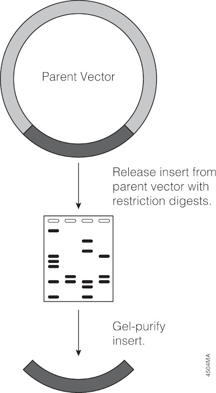 Restriction digestion diagram