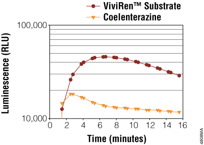 Luminescence reaches near-maximum levels within minutes of ViviRen Live Cell Substrate or coelenterazine addition.