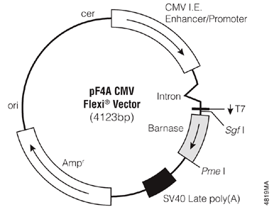 pF4A CMV柔性矢量。