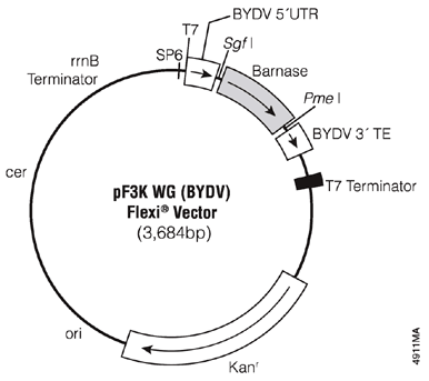 Wheat Germ BYDV protein expression vector pF3K