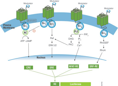 Schematic diagram of GPCR signaling pathways.