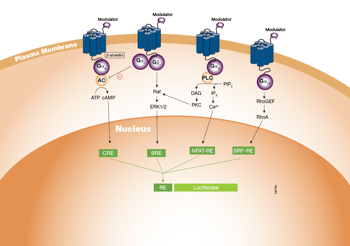 Additional Signaling Pathway Analysis Response Element Firefly ...