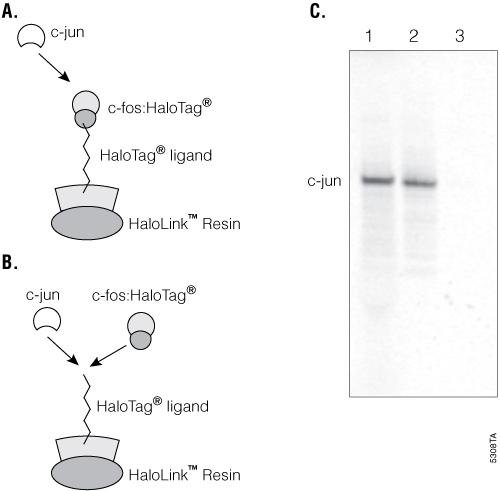 Detection of protein:protein interactions using HaloLink Resin.