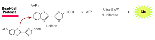 Diagram showing the release of protease by dead cells detected by CytoTox-Glo Assay.