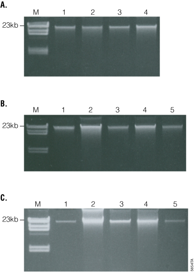 Isolation and analysis of gDNA from eukaryotic and prokaryotic cells.