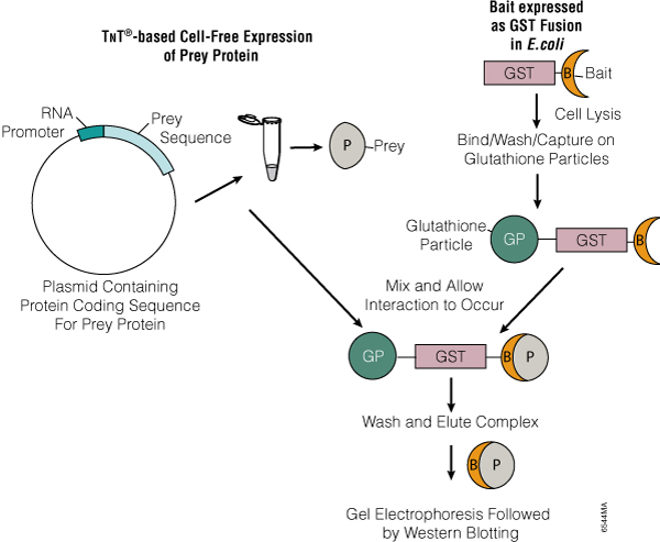 Representation of pull-down assay using bacterial expression of bait protein and TNT® cell-free system for the expression of the prey protein.