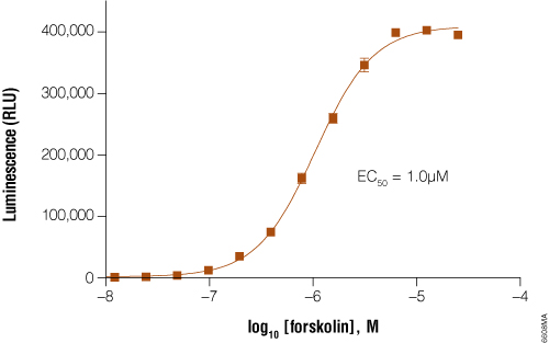 GloResponse CRE-luc2P HEK293 cells response to forskolin titration.