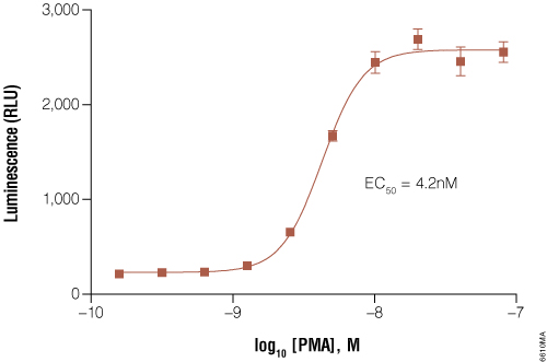 GloResponse NFAT-RE-luc2P HEK293 cells response to PMA titration.