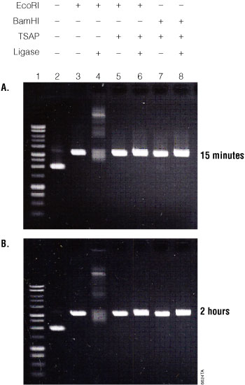 Gel analysis of the Streamlined Restriction Digestion, Dephosphorylation and Ligation reaction using Promega restriction enzymes and digestion buffers.