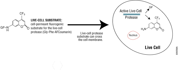 Diagram showing how CellTiter-Fluor detects a protease activity in living cells.