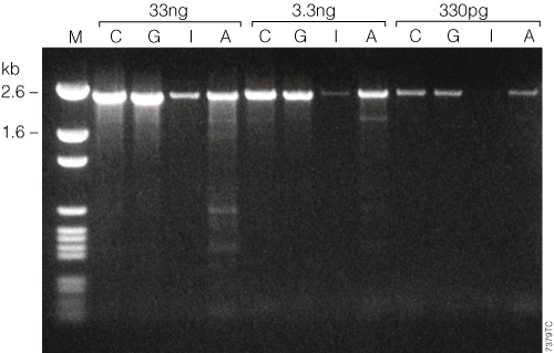 GoTaq Hot Start Polymerase with Colorless Flexi Buffer (C) and with Green Flexi Buffer (G) outperforms antibody (I) or chemically modified (A) competitor hot-start DNA polymerases for amplification of a 2.4kb fragment of the Human APC gene.