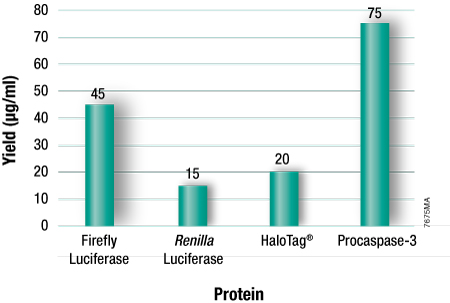 Typical protein yields using TNT T7 Insect Cell Extract Protein Expression System.