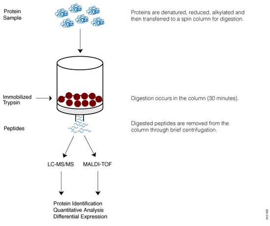 Overview of the Immobilized Trypsin digestion protocol.