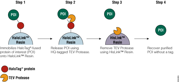 Schematic diagram of protein purification using HaloTag Technology.