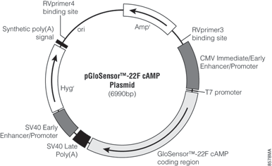 pGloSensor-22F cAMP Plasmid.