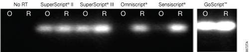 Reverse transcription of an 8.9kb APC transcript.