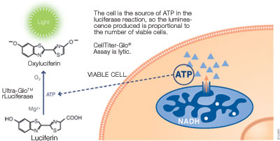 CellTiter-Glo® Luminescent Cell Viability Assay