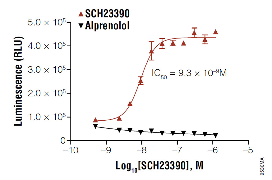 Determining the IC50 value of SCH23390 in D1 receptor-expressing HEK293 cells.