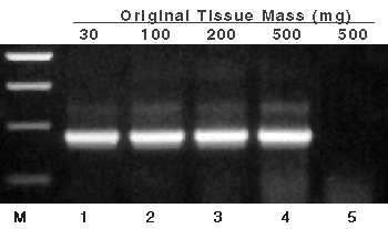 RNA isolated from titrated amounts of starting tomato leaf and used as template in RT-PCR.