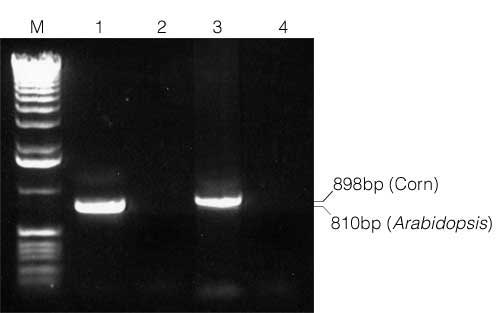 PCR of genomic DNA following isolation from Arabidopsis and corn.