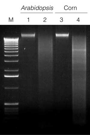 Restriction enzyme digestion of genomic DNA following isolation from Arabidopsis and corn.