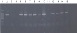 PCR amplification of bacterial genomic DNA from various soil bacteria, using manual protocol #1. 