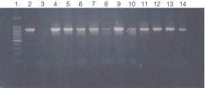 PCR amplification of bacterial genomic DNA from various soil bacteria, using manual protocol #2.