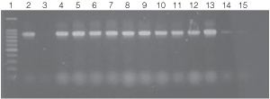 PCR amplifications of bacterial genomic DNA from various soil bacteria using the automated Biomek 2000 protocol.