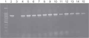  PCR amplifications of genomic DNA from various soil bacteria using the BiomeK 2000 protocol.