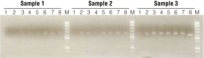 Annealing temperature gradient reactions performed for three Pogona skin samples.