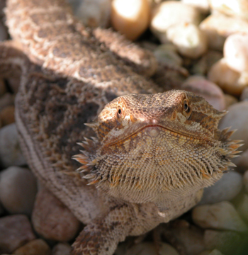Image of a bearded dragon (Pogona vitticeps), courtesy of mrskingsbioweb.com