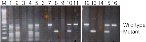 Results of mouse genotyping with the BDNF gene.