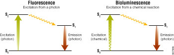 Excitation and emission schema for fluorescence and bioluminescence.