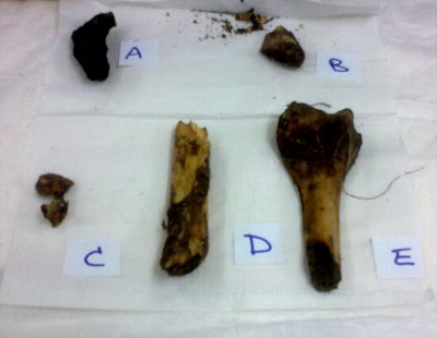 Photographs of bone samples.