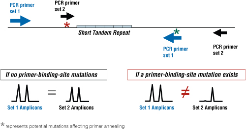 The effect of a primer-binding-site mutation on STR analysis results.