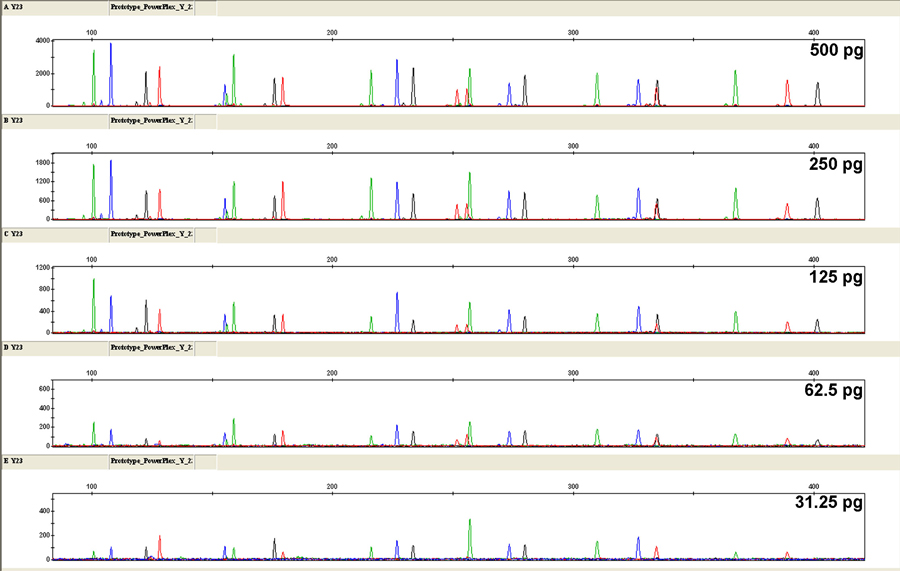 The Use Of PowerPlex® Y23 System With The ABI PRISM® 310 Genetic Analyzer