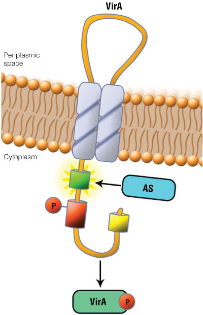 Schematic showing the location of the VirA receptor.
