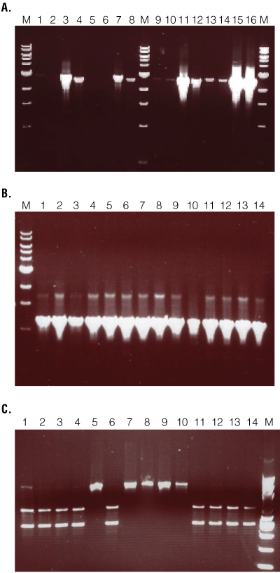 Validation PCR results for recombinant construct integration.