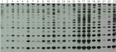 Southern Blot analysis for the presence of the Rsp repetitive element.
