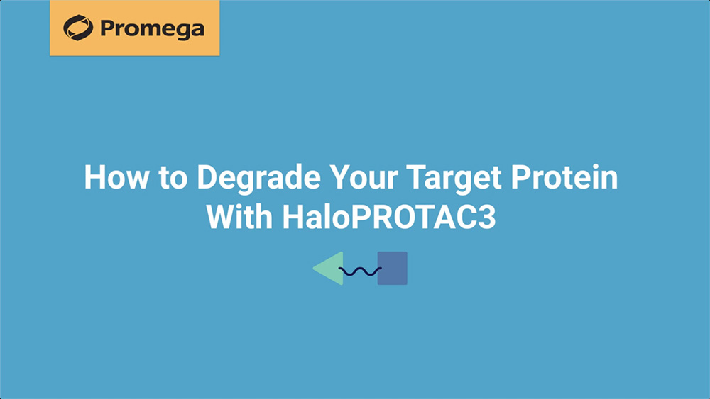 How To Degrade Your Target Protein With Haloprotac3
